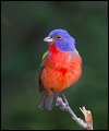 _3SB3384 painted bunting